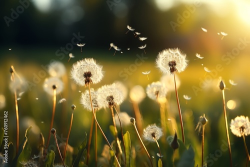 Beautiful spring dandelion field at sunset with green grass and blurred soft background