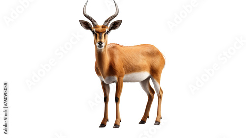 A beautiful antelope stands gracefully in front of a plain white background