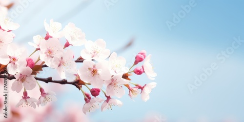 Cherry Tree Branch With Pink Flowers