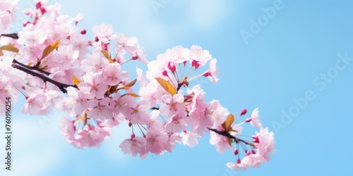 Blossoming Cherry Branch With Pink Flowers