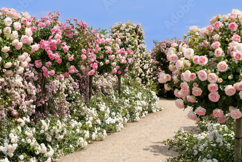a footway between a variety of rose bushes with different colors in white, pink and red
