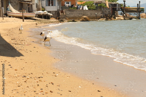 Gaivotas no Ribeirão da ilha de Florianópolis