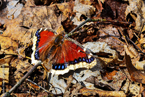 A warm couple days in the middle of March, here in Windsor in Upstate NY, brings out the Mourning Cloak Butterfly from Hibernation.  Spring is just around the corner at Pettus Hill Preserve. photo