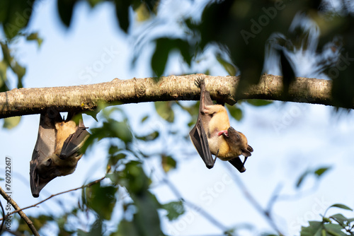 Fruit bats are resting on the branch. Eidolon helvum during safari in Uganda.  photo