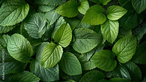 A nature background featuring an abstract green leaf texture.