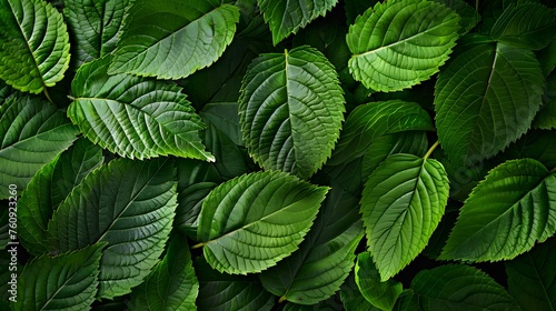 lush green foliage texture, showcasing detailed leaves and vibrant colors