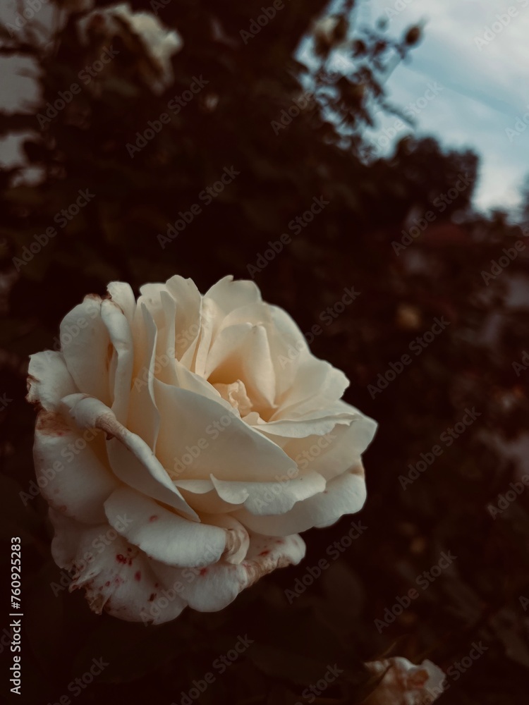 White Rose