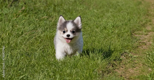 chihuahua puppy on grass © Алексей Выговский
