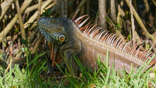 Iguana close-up in the wild, an iguana in a park in Miami,
