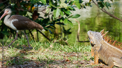 Iguana close-up in the wild, an iguana in a park in Miami, © Mykhailo