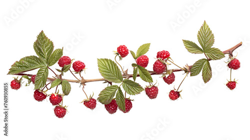 Branch of delicious, ripe raspberries, cut out