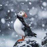 A solitary Atlantic puffin on a rocky