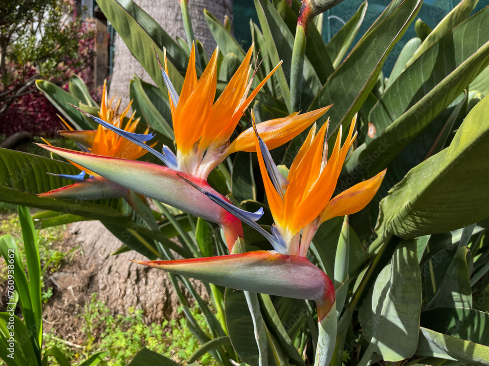 Exotic tropical Strelitzia reginae, commonly known as the crane flower, bird of paradise in botanical garden on Madeira island close up Exotic tropical Strelitzia reginae, commonly known as the crane flower, bird of paradise in botanical garden on Madeira island close up