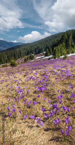 Blooming purple violet Crocus heuffelianus (Crocus vernus) alpine flowers on spring Carpathian mountain plateau, Ukraine.