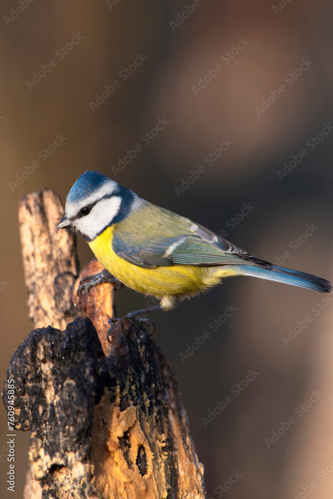 Fototapeta premium cinciallegra 