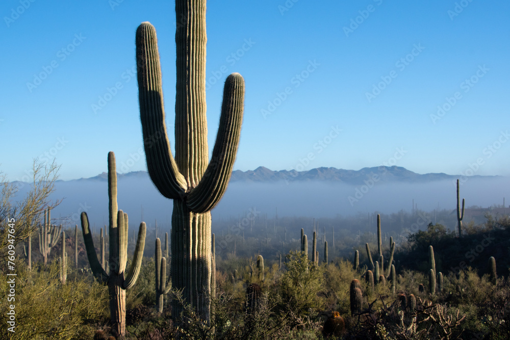 Clearing fog and saguaro cacti (Carnegiea gigantea) Clearing fog and saguaro cacti (Carnegiea gigantea)