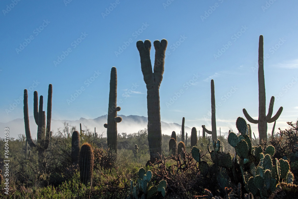 Clearing fog and crested saguaro cacti (Carnegiea gigantea)