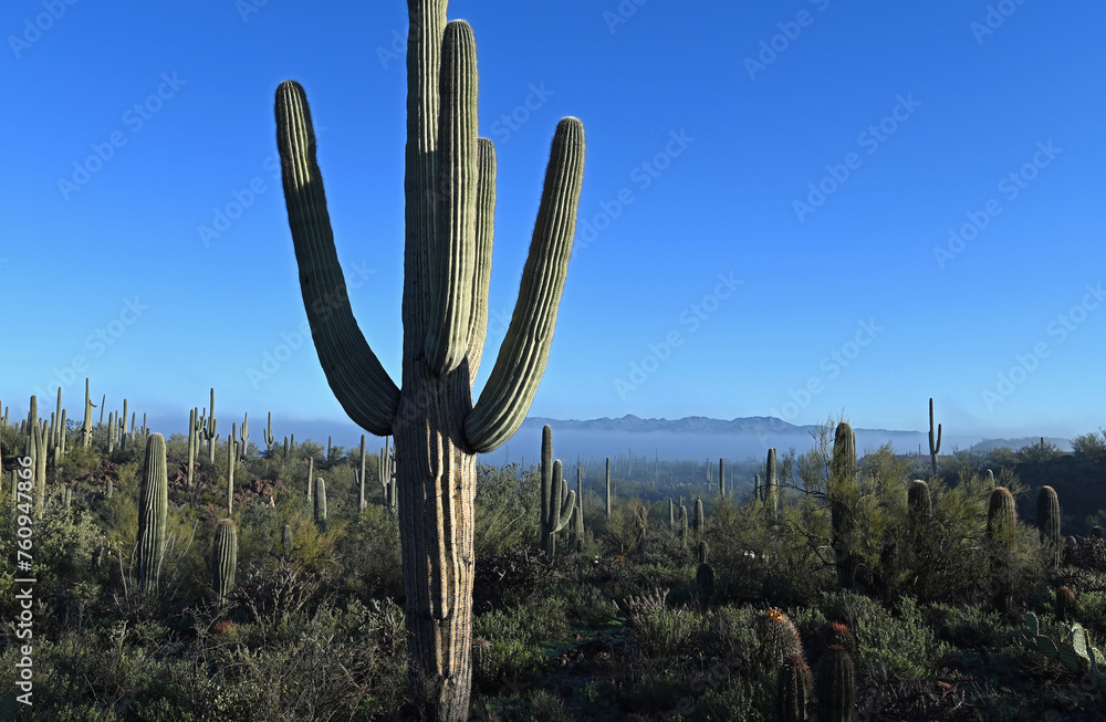 Clearing fog and saguaro cacti (Carnegiea gigantea)