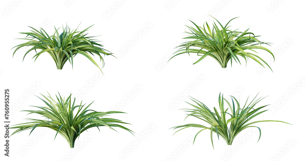 Spider plant (chlorophytum comosum) plant isolated on white background. 3D render. 3D illustration.
