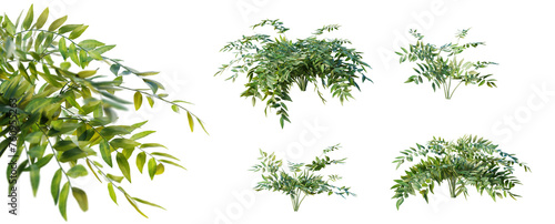Bowenia spectabilis plant with selective focus closeup isolated on transparent background. 3D render. 3D illustration. 