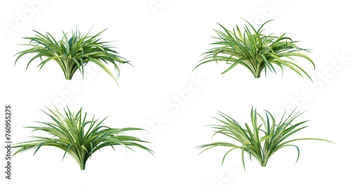 Spider plant (chlorophytum comosum) plant isolated on white background. 3D render. 3D illustration.
