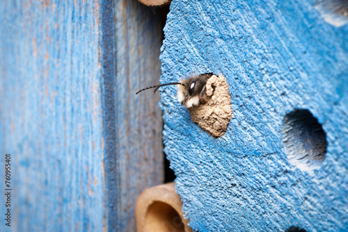 Osmia cornuta a mason bee hatches from a cavity in an insect hotel sealed with clay in march photo