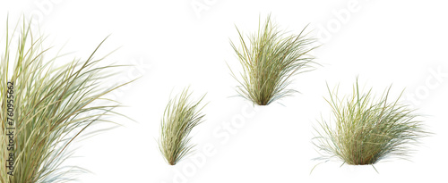 Set of sewan grass plant with selective focus closeup, isolated on white background. 3D render. 3D illustration.
 photo