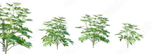 Set of schefflera arboricola plant isolated on white background with selective focus closeup. 3D render. 3D illustration.
 photo