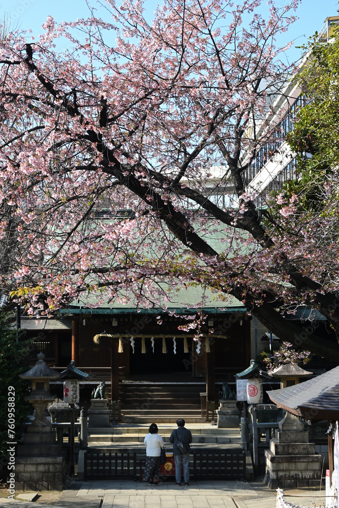 Fototapeta premium 上野公園の五條天神、桜の時季