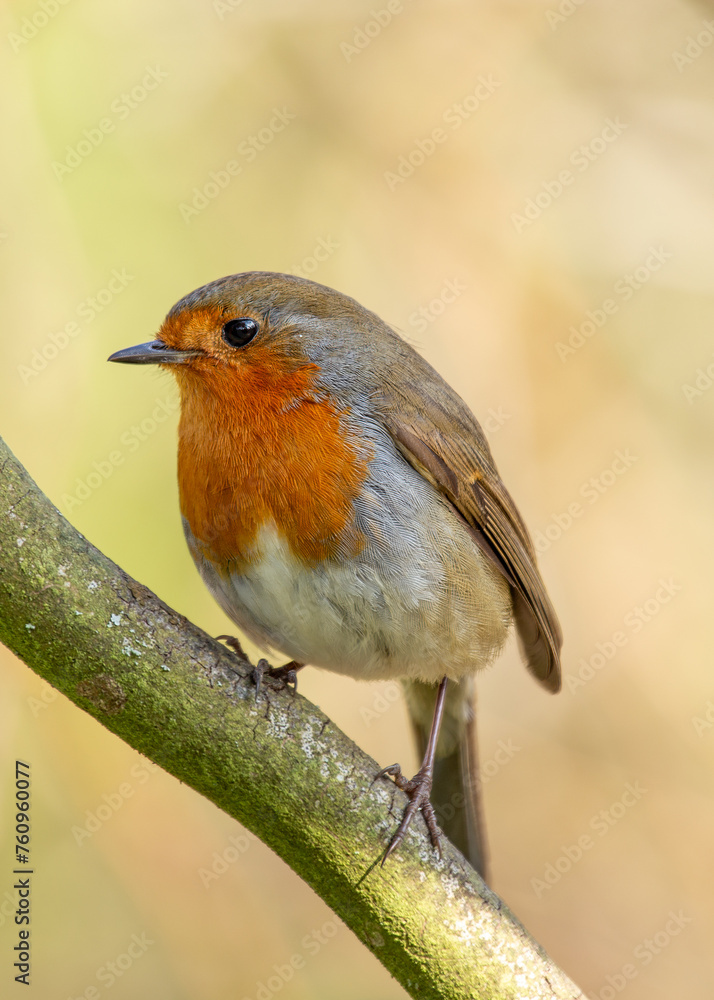 Fototapeta premium European Robin Red Breast (Erithacus rubecula) in National Botanic Gardens, Dublin, Ireland