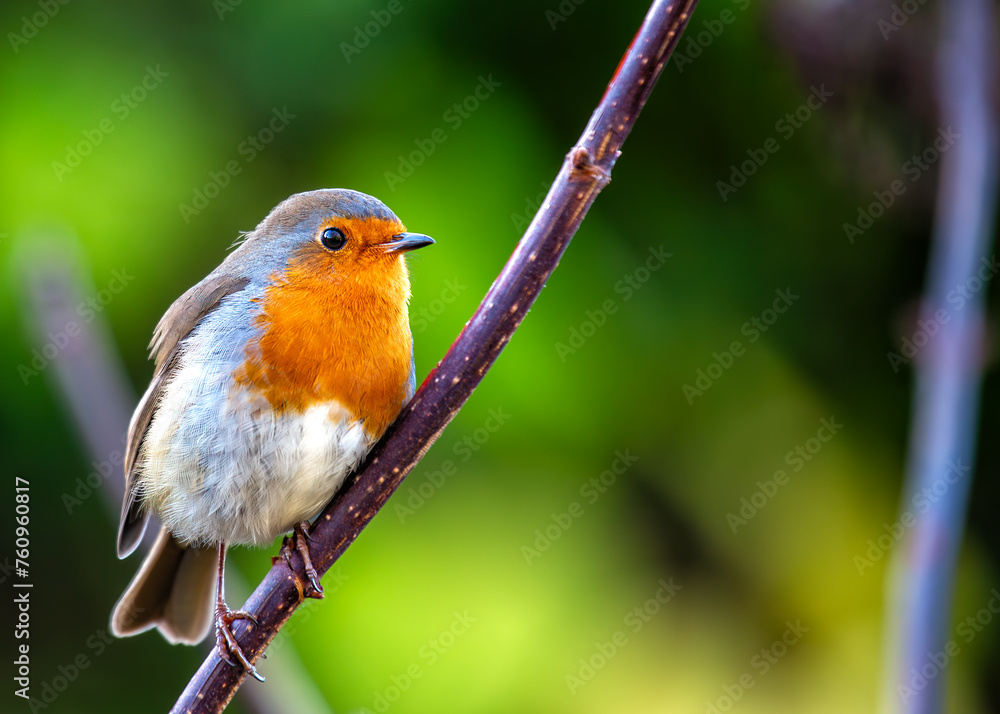 Fototapeta premium European Robin Red Breast (Erithacus rubecula) in National Botanic Gardens, Dublin, Ireland