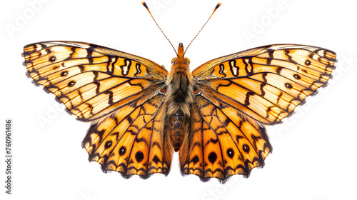 Melitaea phoebe butterfly, Knapweed fritillary isolated on white, top view, clipping path  © Ziyan