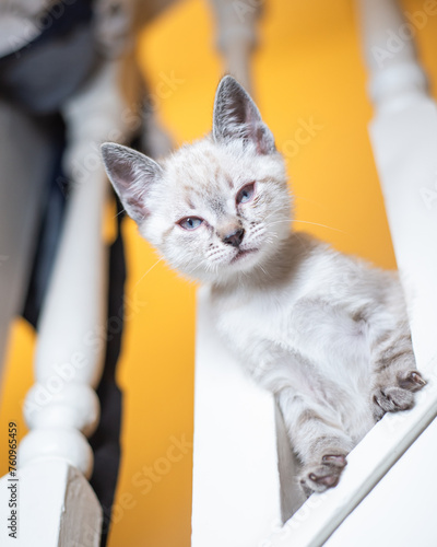 Kittens playing and looking cute