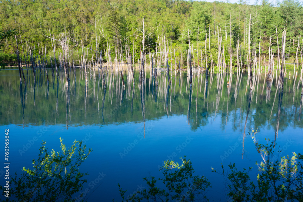 春の青空を映す青い池の水面　美瑛町
