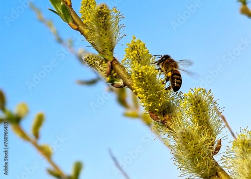 pszczoła zbierająca pyłek kwiatowy na wiosną