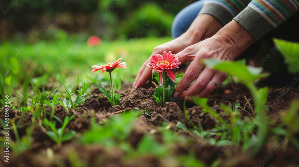 des main de jardinière en train de planter une fleur dans la terre de son jardin - obrazy, fototapety, plakaty 