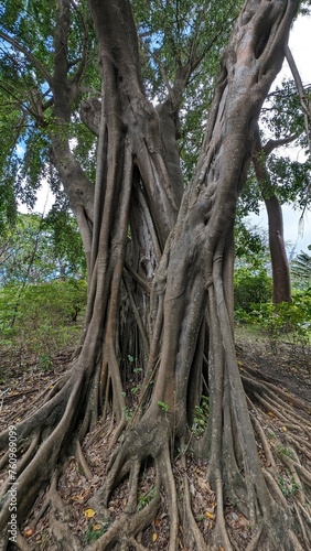 DESHAIES  Guadeloupe 