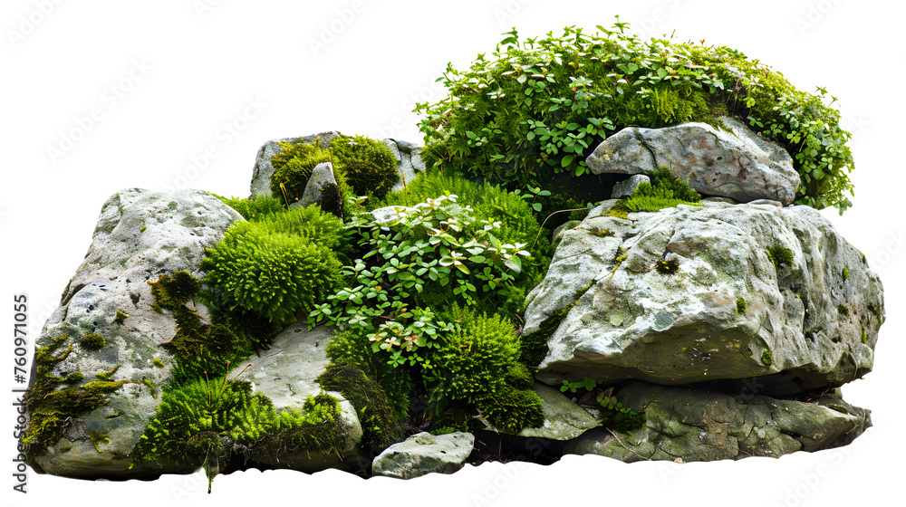 Green moss and rocks isolated on white background and texture