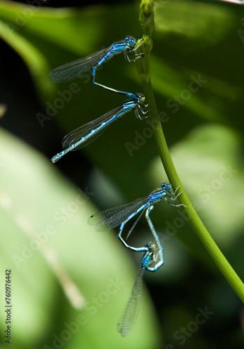 Close-up of male and female blue-tailed damselfly or common bluetail Ischnura elegans making a mating pair in a heart or wheel shape. Sardinia, Italy