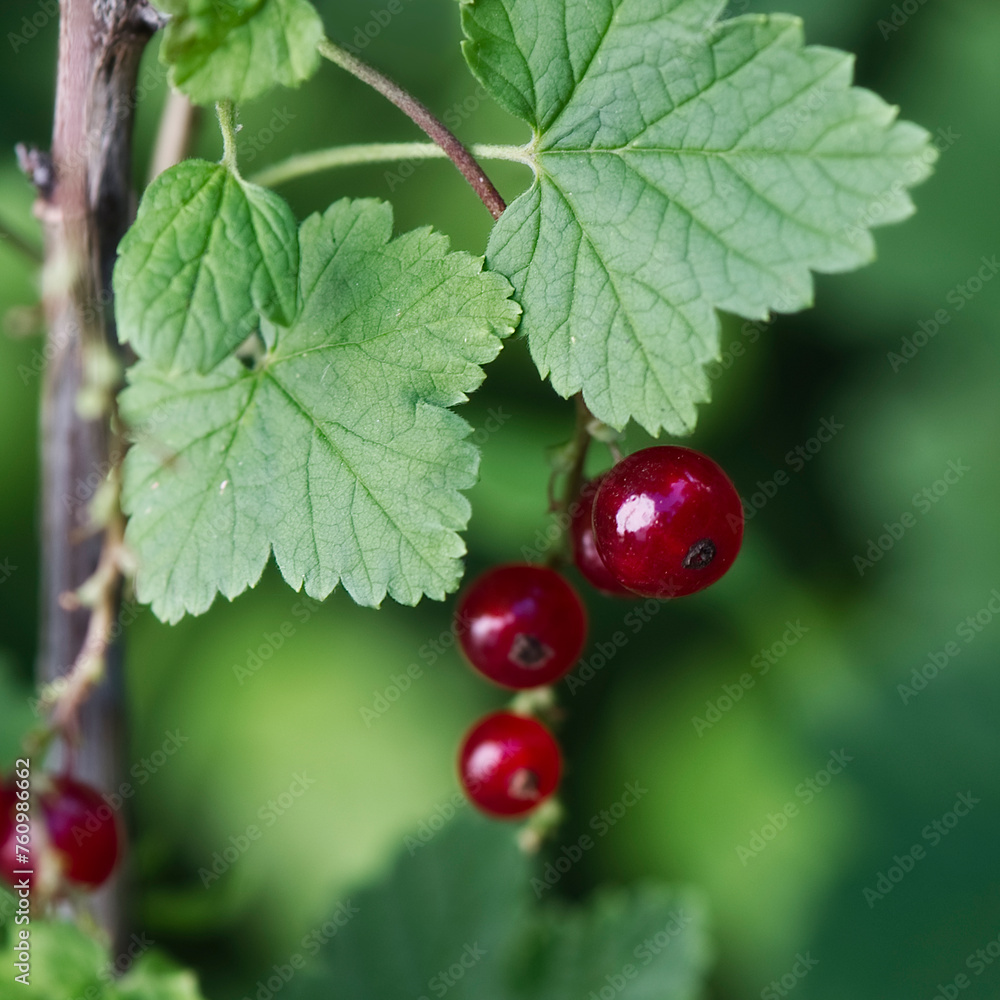 Reife Johannisbeeren im Garten Reife Johannisbeeren im Garten