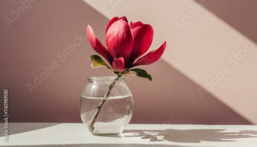 flowers in a vase, Beautiful pink magnolia flower in transparent glass vase standing on white table, sunlight on pastel pink wall