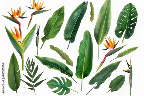 A collection of tropical foliage and vibrant Bird of Paradise flowers isolated on a white background.