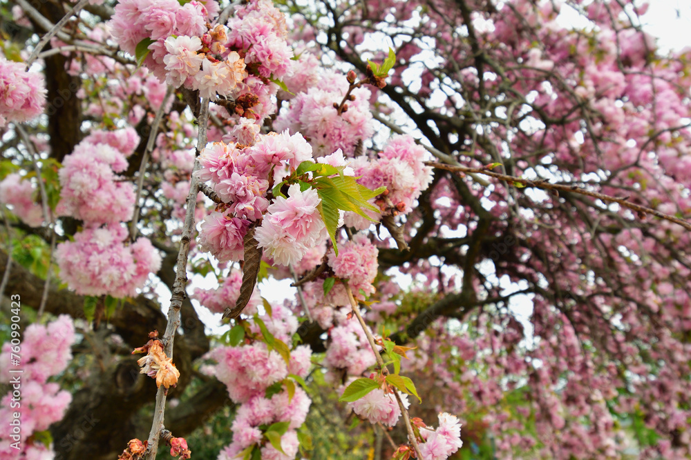 Paris, France. Cherry blossoms blooming in a park near the Champs Elysées. April 4, 2022. Paris, France. Cherry blossoms blooming in a park near the Champs Elysées. April 4, 2022.