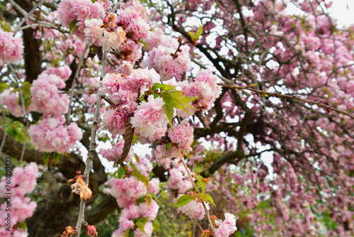 Paris, France. Cherry blossoms blooming in a park near the Champs Elysées. April 4, 2022.