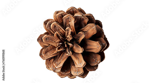 Pine cone isolated on white, top view