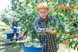 European man harvesting pink pears from branches in garden.