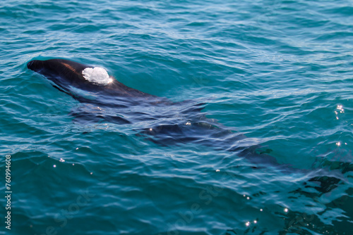 Canvas-taulu Orca or Killer Whale emitting air bubbles from its blowhole as it comes to the surface