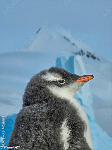 Baby Papua penguin in front of Mount Jacquinot
