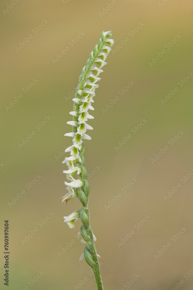 Orchid (Spiranthes spiralis) Lake Baratz. Sassari, Sardinia. Italy