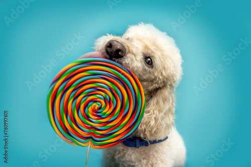 A cute white poodle dog licking at a lollipop lolli in front of colorful bright blue studio background photo